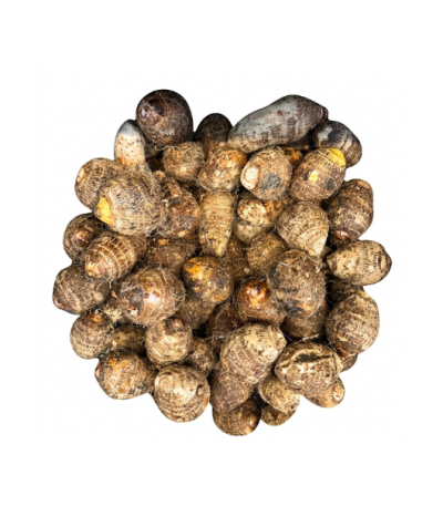 Coco Yam